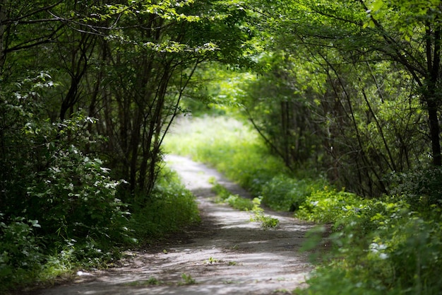 Cenário de fundo de primavera linda floresta de verão verde