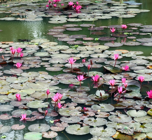 Cenário de lagoa de lótus