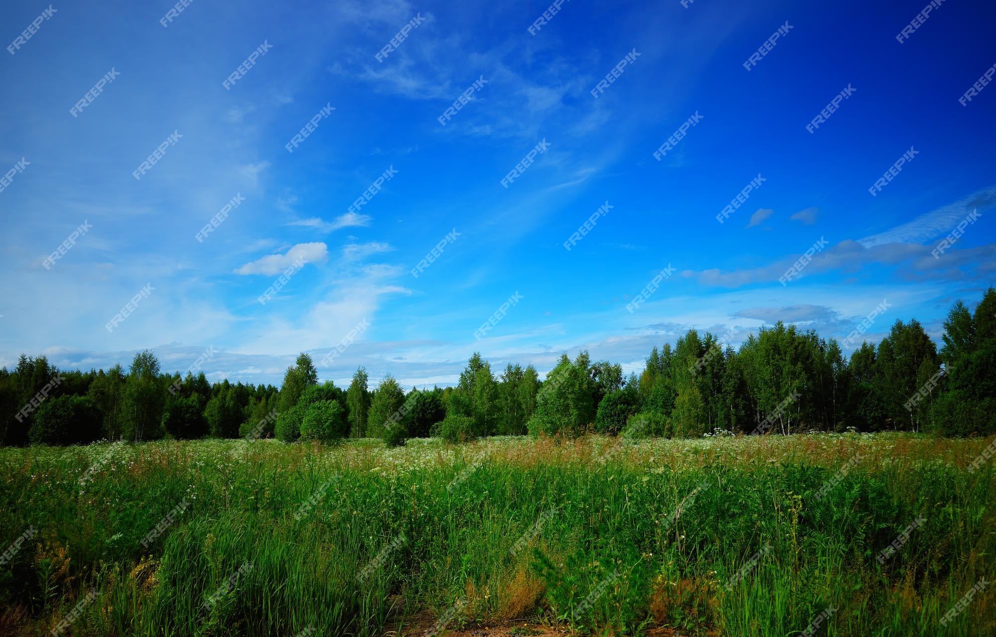 Fundo de cenário de floresta de verão