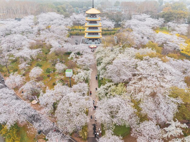 Cenário de primavera do East Lake Cherry Blossom Garden em Wuhan Hubei China