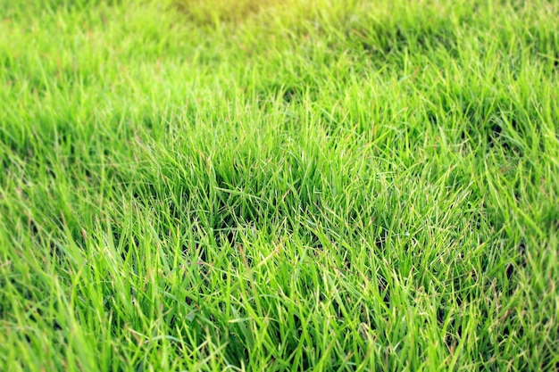 Cenário de superfície de grama verde exuberante