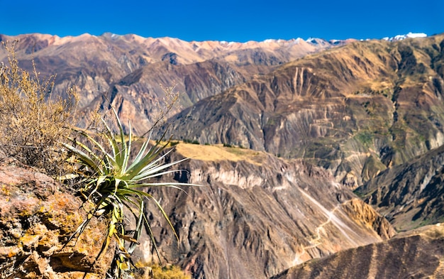 Cenário do Cânion Colca no Peru