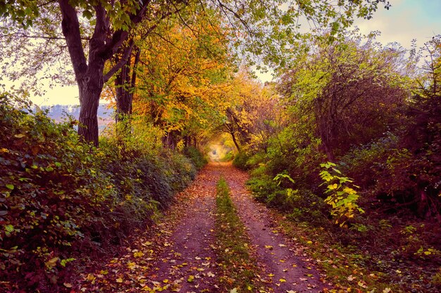 Cenário florestal de outono com estrada de outono deixa luz quente iluminando a trilha de folhagem dourada em sc