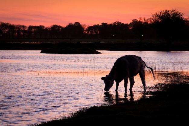 Cenário glorioso de um gado bebendo água da lagoa ao pôr do sol rosado