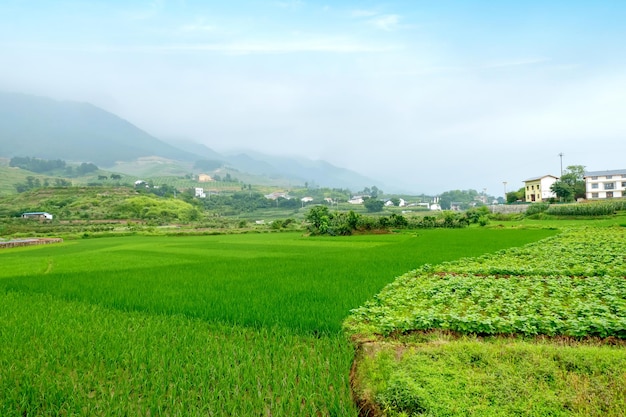 Cenário idílico Terraços de arroz na China rural