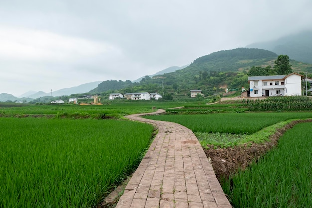 Cenário idílico terraços de arroz na china rural