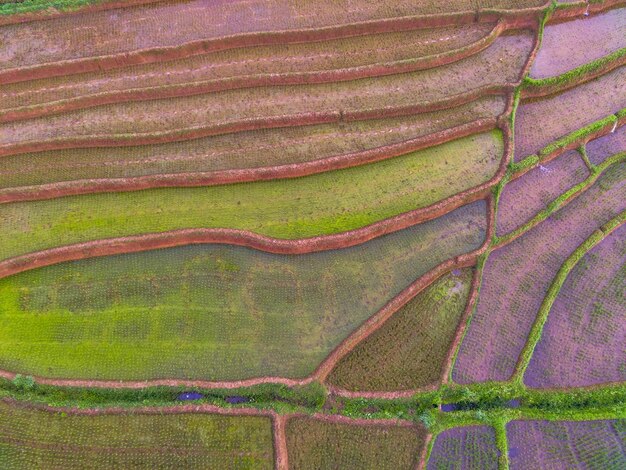 Cenário indonésio com campos de arroz que acabaram de ser arados