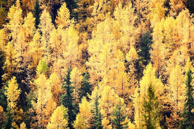 cenário lariço amarelo bela floresta de outono, ecologia mudança climática