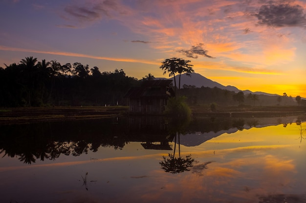 Cenário natural da Indonésia com belos campos de arroz em uma manhã ensolarada