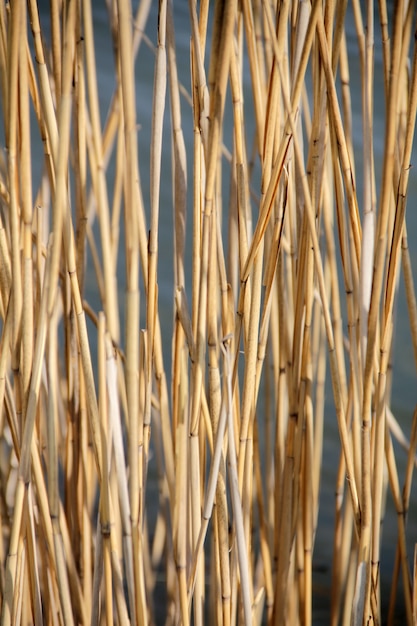 Cenário natural de junco no lago