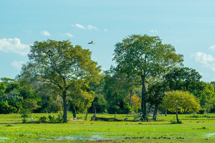 Foto cenário natural do pantanal com campos de árvores e lagoas em pocone mato grosso brasil