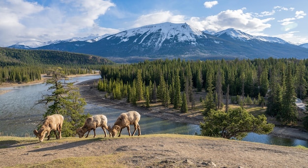 Cenário natural do Parque Nacional das Montanhas Rochosas canadenses Jasper, carneiro selvagem forrageiro, fundo da paisagem