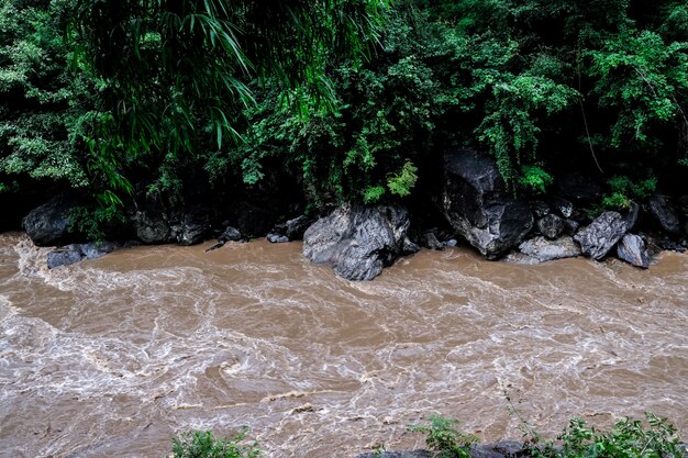 Cenário natural do rio Fluxo floresta verde com montanha