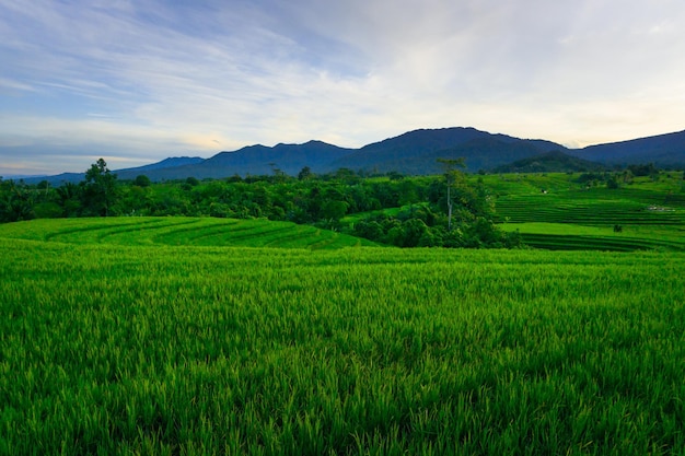 Cenário natural indonésio Panorama matinal em belos terraços verdes de arroz na montanha