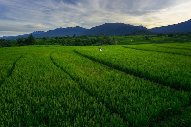 Cenário natural indonésio Panorama matinal nos campos de arroz com agricultores que trabalham pulverizando pragas de arroz