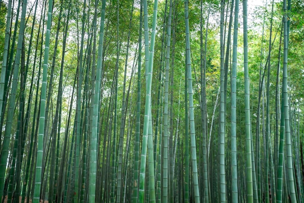 Cenário natural profundo ao ar livre na floresta de bambu