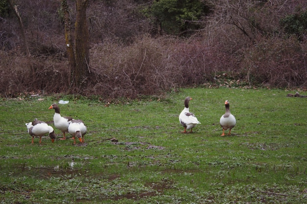 Cenário natural que consiste em patos que circulam na grama no lago