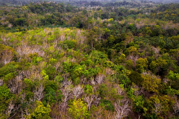 Cenário natural verde na floresta verde e fresca de sumatra da indonésia