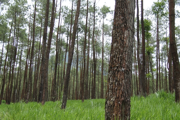 cenário no pinhal