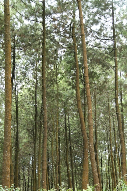 cenário no pinhal