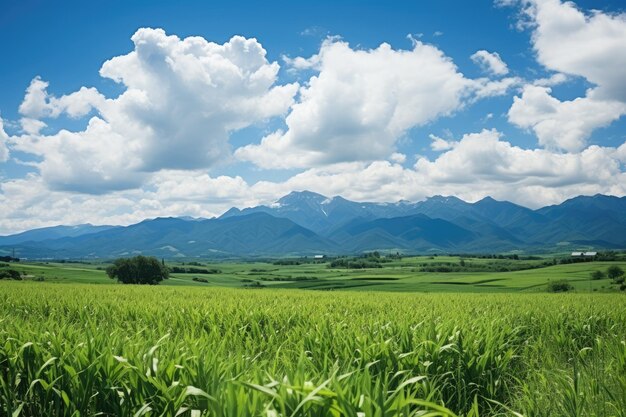 cenário paisagens pacíficas fotografia profissional