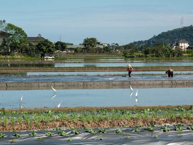 Cenário pastoral de Yilan