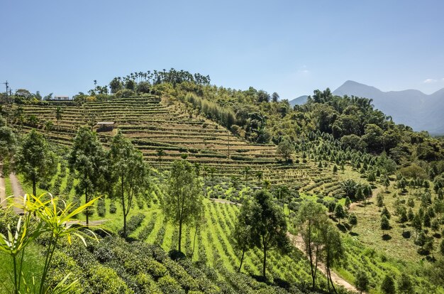 Cenário rural da fazenda de chá em yuchi