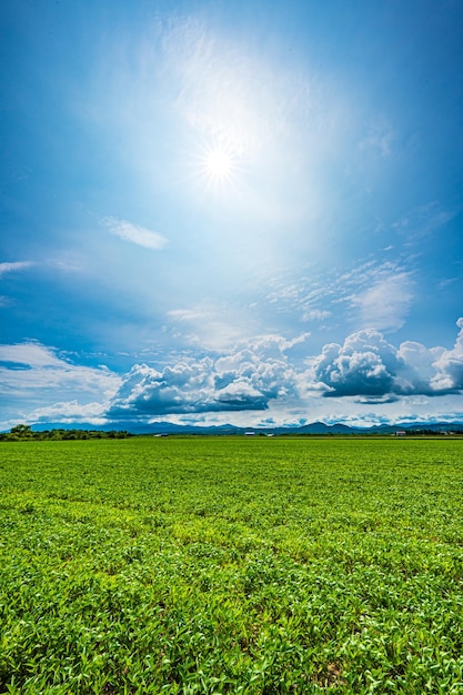 cenário rural