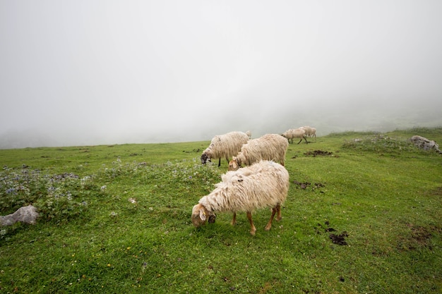 Cenário típico de montanhas verdes do norte da Espanha