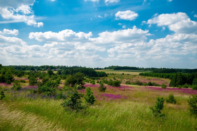 Cenário vista panorâmica do prado com árvores na Dinamarca