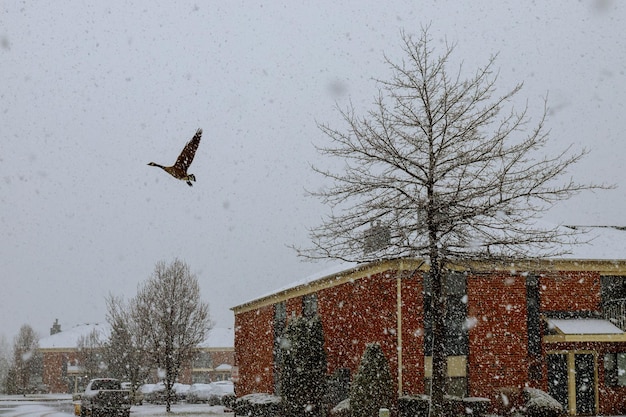 Cenas bonitas após as ruas de tempestade em brooklyn são vistas após a primeira tempestade de neve da temporada em nyc