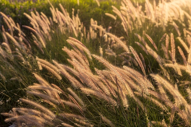 Foto cenchrus purpureus sinónimo pennisetum purpureum también conocido como hierba de napier al atardecer cerca de la flora mediterránea de israel