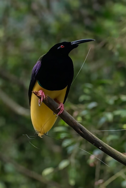 Cendrawasih mati kawat en rama de árbol