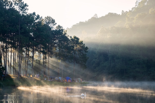 Cênica floresta de pinheiros luz do sol brilhar com cisne no reservatório de nevoeiro na manhã em pang oung