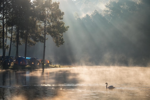 Cênica floresta de pinheiros luz do sol brilhar no reservatório de nevoeiro na manhã em pang oung