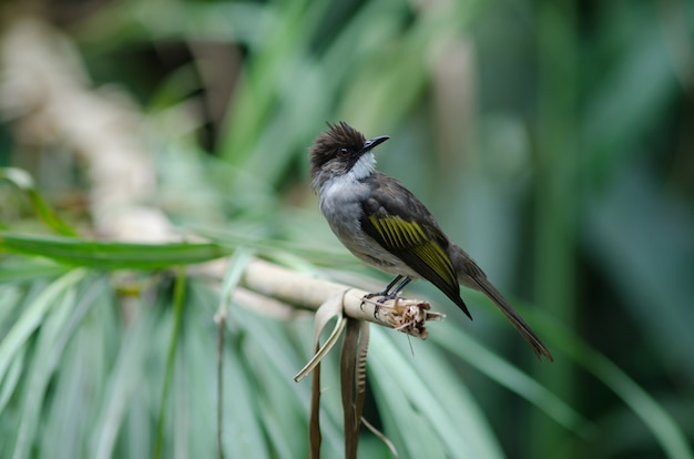 Cenicienta Bulbul posado en la rama.