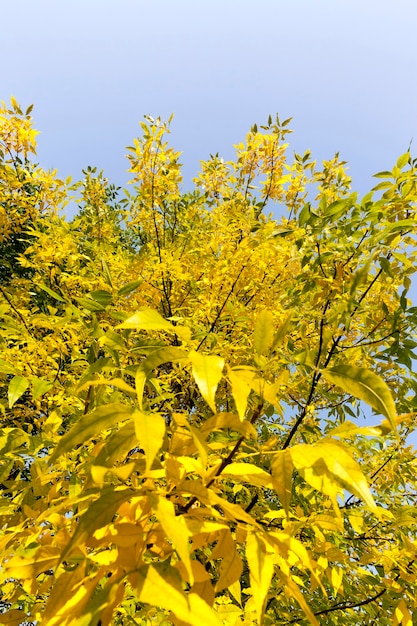 Ceniza amarillenta que crece en el parque