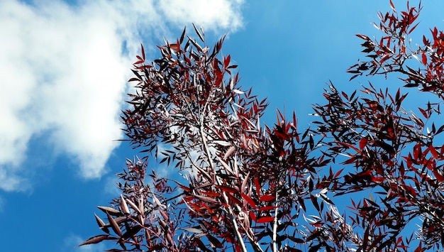 ceniza de hojas rojas de abajo y con el cielo al fondo