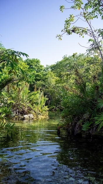 Cenote México Precioso cenote en la Península de Yucatán con aguas transparentes y raíces colgantes Chichén Itzá Centroamérica