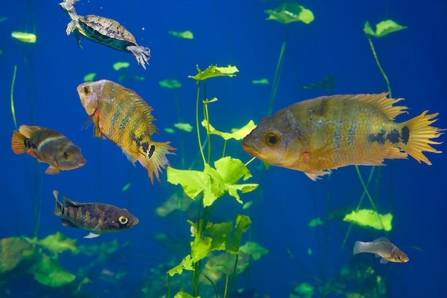 Cenote Sinkhole Cichlids Fische Riviera Maya