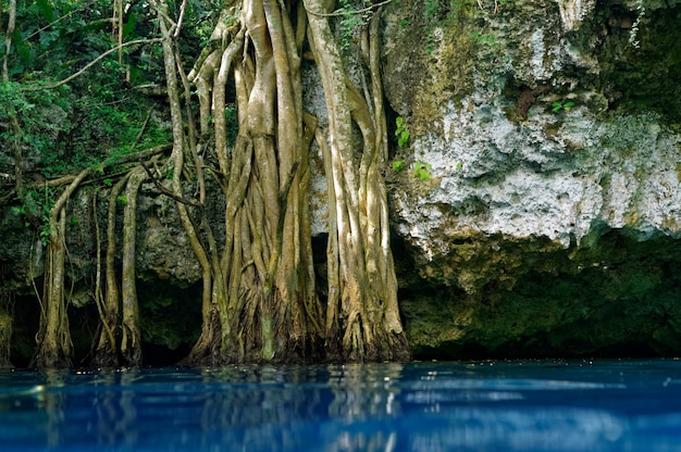 Cenote sinkhole na selva maia da floresta tropical