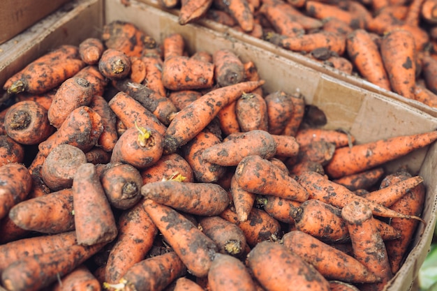 Cenoura em caixas de papel em uma loja de vegetais.