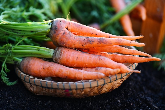 Cenoura em cenouras frescas moídas crescendo em vegetais de campo de cenoura crescem no jardim no solo fazenda orgânica colheita produto agrícola natureza