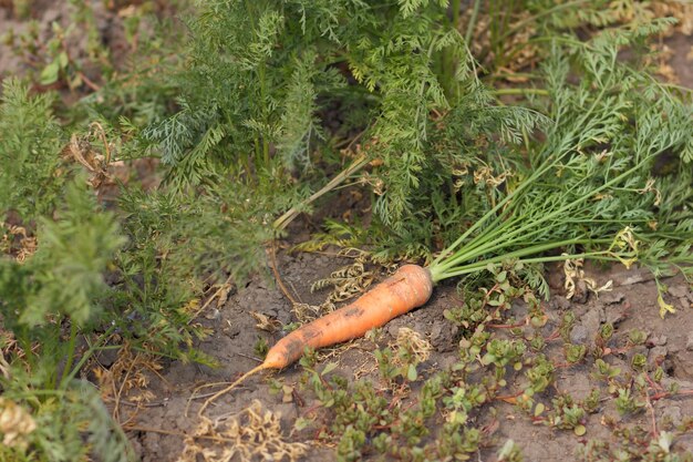 Cenoura madura fresca no campo closeup Agricultura orgânica Colheita de cenoura orgânica madura fresca no chão da fazenda