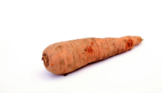 Cenoura orgânica recém-colhida