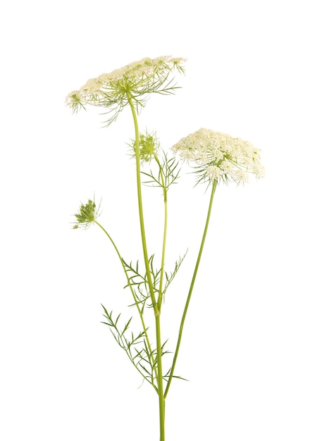 Cenoura selvagem ou daucus carota, flores isoladas no fundo branco. planta medicinal à base de plantas.