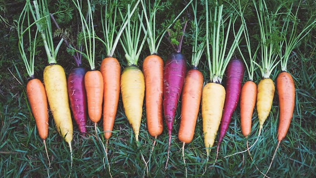 Cenouras arco-íris multicoloridas na grama no jardim vista aérea da cenoura colhida