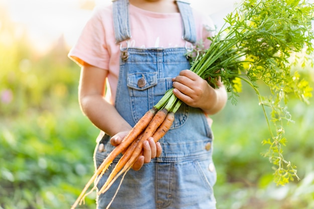 Cenouras frescas da horta nas mãos de uma criança, produtos orgânicos, colheita de vegetais.