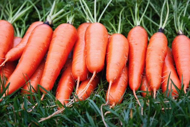 Cenouras frescas em vegetais de raiz colhidos de grama verde no jardim orgânico