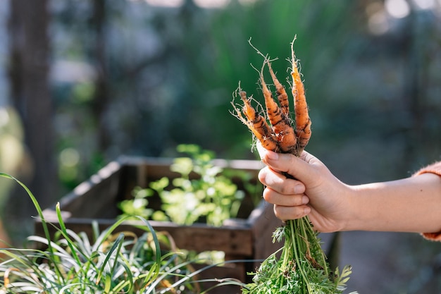 Foto cenouras infantis orgânicas frescas as cenouras acabam de ser colhidas da horta
